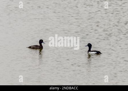 Canards touffetés (Aythya fuligula) sur le lac Banque D'Images