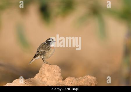 Gros plan d'un tailleur canari à Fuerteventura Banque D'Images