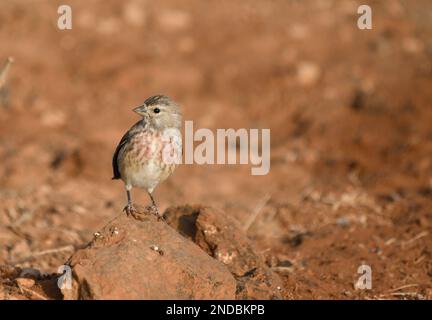 Linnet dans le désert volcanique de Corralejo Banque D'Images