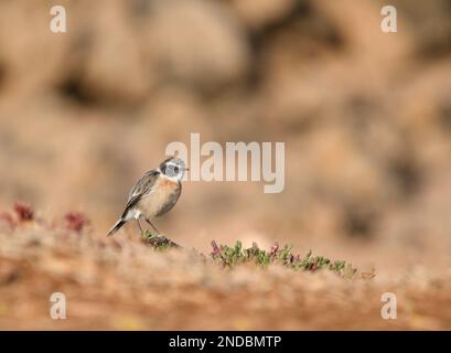 Gros plan d'un tailleur canari à Fuerteventura Banque D'Images