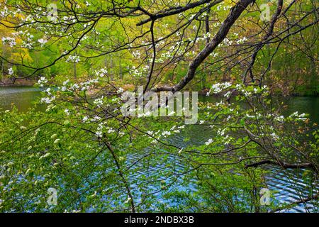 Human Made Hidden Lake est un site de loisirs populaire dans le Delaware Water Gao National Recreation Area, Pennsylvanie Banque D'Images