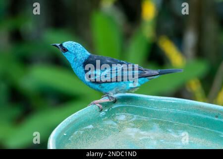 Oiseau bleu sur une branche. Le dacnis bleu (Dacnis cayana) est un petit oiseau de passereau. Banque D'Images