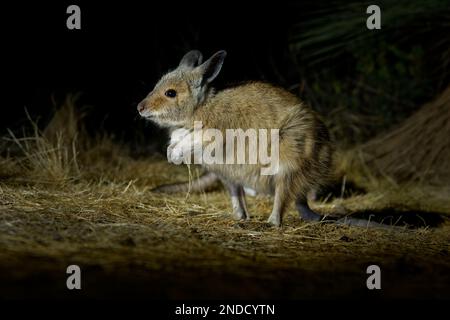 Lièvre-wallaby brun ou rufous - Lagorchestes hirsutus aussi appelé mala, petit macropode marsupial en Australie sur l'île Bernier et l'île Dorre et Dryandra Banque D'Images