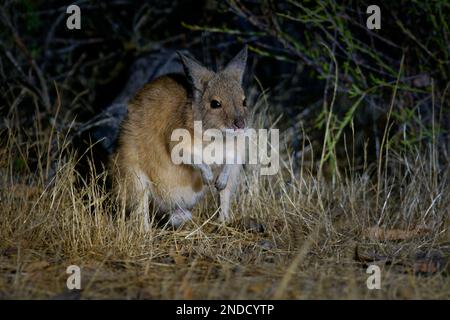 Lièvre-wallaby brun ou rufous - Lagorchestes hirsutus aussi appelé mala, petit macropode marsupial en Australie sur l'île Bernier et l'île Dorre et Dryandra Banque D'Images