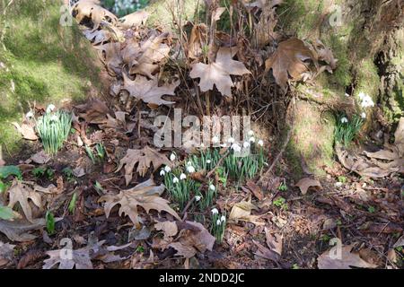 Des gouttes de neige blanches d'hiver, galanthus nivalis, poussent à la base d'un arbre dans les bois du Royaume-Uni février Banque D'Images