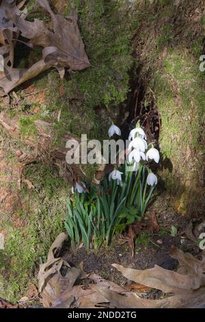 Des gouttes de neige blanches d'hiver, galanthus nivalis, poussent à la base d'un arbre dans les bois du Royaume-Uni février Banque D'Images