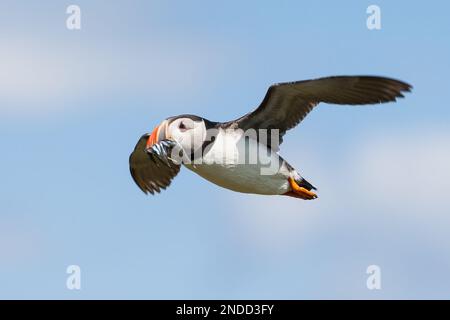 Puffin en vol avec son bec plein de poisson Banque D'Images