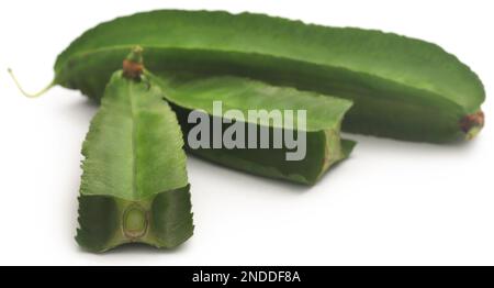 Haricots blancs frais et biologiques sur fond blanc Banque D'Images