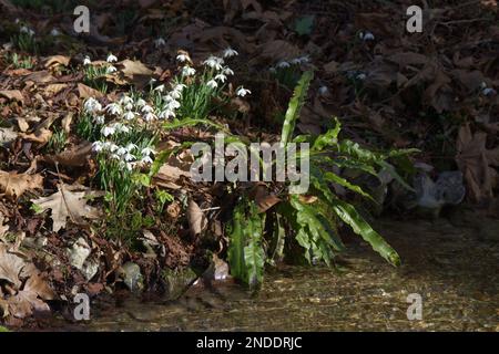 Les chutes de neige hivernales, galanthus nivalis et la fougères de la langue de hart, Asplenium scolopendrium croissant sur la rive d'un ruisseau doux Royaume-Uni février Banque D'Images