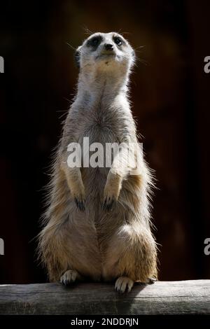 meerkat sur la garde avec fond sombre Banque D'Images
