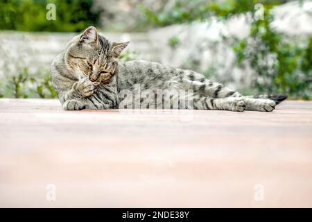 Le chat rayé gris est détendu sur le sol de la véranda sur le fond du jardin et léche sa patte, l'espace de copie Banque D'Images