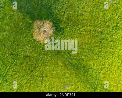 Vue aérienne d'un pré vert au coucher du soleil avec un seul arbre qui jette une longue ombre. Prise de vue directement au-dessus avec un drone. Banque D'Images