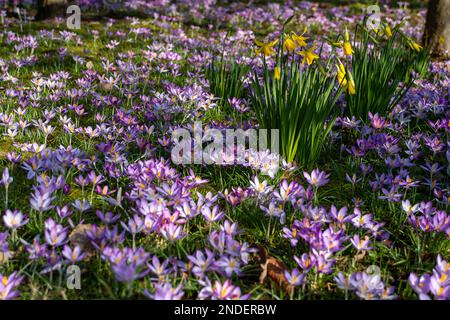 Harefield, Royaume-Uni. 15th février 2023. C'était une belle journée ensoleillée à Harefield. Un joli tapis de crocodiles et de jonquilles à l'extérieur d'une maison de soins a donné un vrai signe que le printemps est sur le chemin. La météo est réglée pour changer demain comme la pluie est prévue. Crédit : Maureen McLean/Alay Live News Banque D'Images