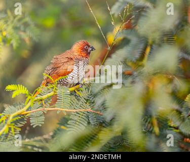 Une munia à la poitrine scrolly reposant sur une branche de Bush Banque D'Images