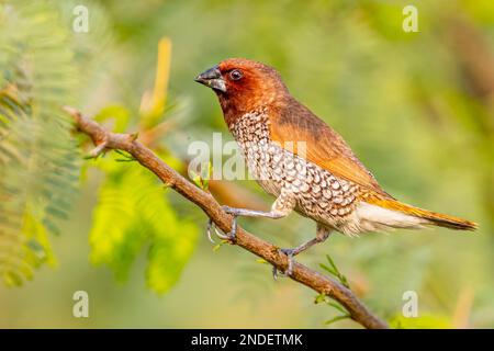 Un Munia fragé Sally sur un Bush et regardant dans la caméra Banque D'Images