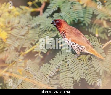 Une munia fraiciée sur un arbre de brousse reposant Banque D'Images