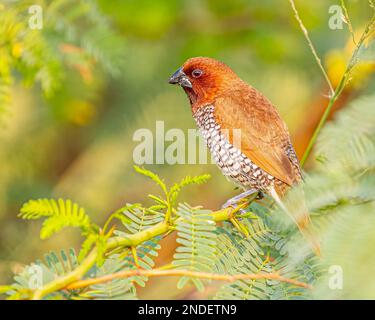 Un Munia au fracas sur un Bush Tree Banque D'Images