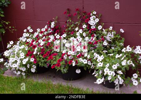 pétunia blanche et pourpre fleurs dans des pots de fleurs dans le jardin sur le fond du mur. Décoration de jardin. Jardins du cottage. Banque D'Images