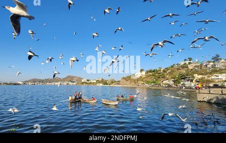 Ajmer, Inde. 15th févr. 2023. Un grand groupe de mouettes survole le lac Anasagar à Ajmer. (Photo de Shaukat Ahmed/Pacific Press) Credit: Pacific Press Media production Corp./Alay Live News Banque D'Images