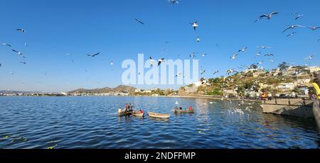 Ajmer, Inde. 15th févr. 2023. Un grand groupe de mouettes survole le lac Anasagar à Ajmer. (Photo de Shaukat Ahmed/Pacific Press) Credit: Pacific Press Media production Corp./Alay Live News Banque D'Images