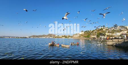 Ajmer, Inde. 15th févr. 2023. Un grand groupe de mouettes survole le lac Anasagar à Ajmer. (Photo de Shaukat Ahmed/Pacific Press) Credit: Pacific Press Media production Corp./Alay Live News Banque D'Images