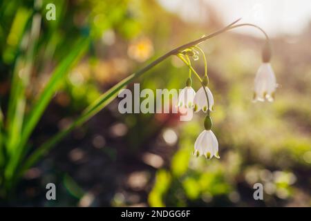 Fleurs blanches de flocon de neige d'été Leucojum aestivum avec des taches vertes poussent dans le jardin de printemps au coucher du soleil. Fleurs en forme de cloche. Gros plan Banque D'Images