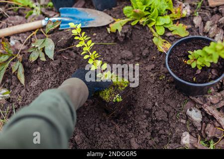 Jardinier transplantant de l'airelle thunbergii aurea des conteneurs dans le sol. Travaux d'aménagement paysager saisonniers du printemps. Mettre l'usine avec le feuillage jaune dans les LSS Banque D'Images