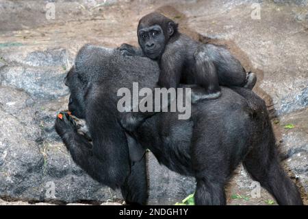Gorille des basses terres de l'Ouest, femelle portant une fille de 2 ans sur son dos, vue latérale. (captif) Banque D'Images