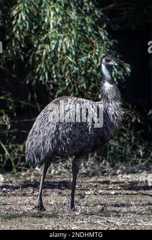 EMU debout sur le terrain, vertical (captif) Banque D'Images