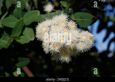 Fleurs de gomme à Paynesville, Victoria, Australie. Banque D'Images