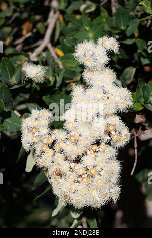 Fleurs de gomme à Paynesville, Victoria, Australie. Banque D'Images