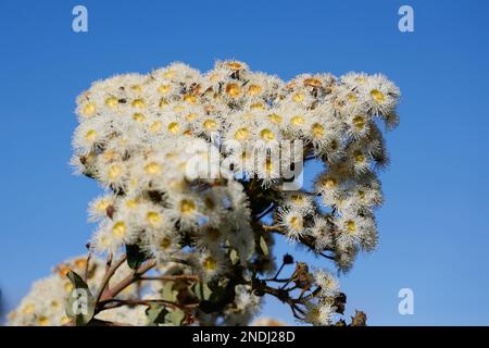 Fleurs de gomme à Paynesville, Victoria, Australie. Banque D'Images