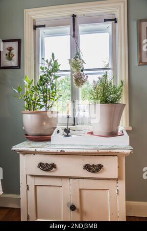 Ancienne armoire en bois avec plantes vertes en pot dans la cuisine de style champêtre à l'intérieur de la maison ancienne rénovée de 1650s. Banque D'Images