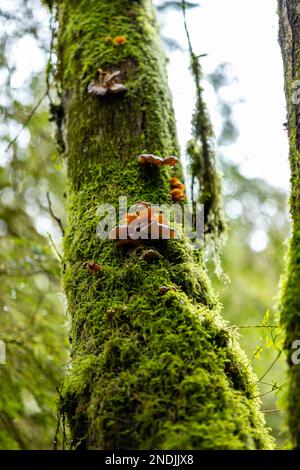 Mousse verte et champignons poussant sur un arbre en Colombie-Britannique au Canada. Banque D'Images