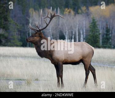 Élan de taureau avec des bois à l'automne, parc national Jasper, Alberta, Canada. Cervus canadensis Banque D'Images