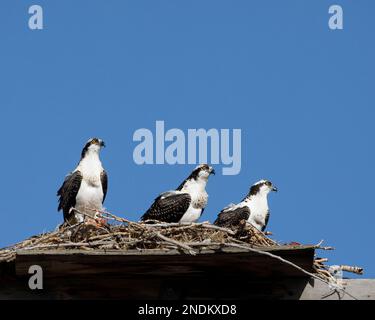 Trois nagetures de balbuzards urbains perchées sur la plate-forme des nids dans la ville en observant le retour des oiseaux parents, Canada. Pandion haliatus carolinensis Banque D'Images