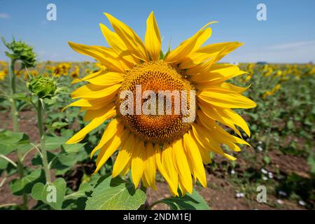 Tournesol (Helianthus sp, famille des Asteraceae), province de Badajoz, Espagne, Europe Banque D'Images