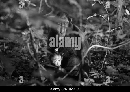 Portrait d'une femelle adulte de macaque à craché noir de Sulawesi (Macaca nigra) prenant soin d'une progéniture pendant une période de sevrage dans la réserve naturelle de Tangkoko, au nord de Sulawesi, en Indonésie. L'âge entre cinq mois et un an est la première phase de la vie d'un macaque à crête où la mortalité infantile est la plus élevée. Les scientifiques primates du projet Macaca Nigra ont observé que 17 des 78 nourrissons (22%) ont disparu dans leur première année de vie. Huit de ces 17 corps morts de nourrissons ont été trouvés avec de grandes plaies perforantes. » Banque D'Images