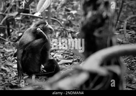 Un macaque Sulawesi à crête noire (Macaca nigra) raye son oreille droite avec son pied droit alors qu'il est assis sur le sol dans la réserve naturelle de Tangkoko, au nord de Sulawesi, en Indonésie. Banque D'Images