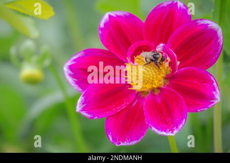 Abeille sur le jardin coloré de fleurs délicates au coucher du soleil doré, paysage idyllique à Giverny, France Banque D'Images