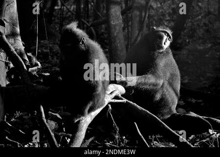 Les macaques à cragoût noir (Macaca nigra) de Sulawesi sont photographiées car elles reposent sur des racines d'arbres dans la réserve naturelle de Tangkoko, au nord de Sulawesi, en Indonésie. Banque D'Images