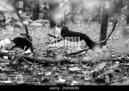 Les macaques à cragoût noir de Sulawesi (Macaca nigra) sont photographiés car ils se chassent les uns les autres dans la forêt de Tangkoko, au nord de Sulawesi, en Indonésie. Les scientifiques primates ont découvert que les comportements agressifs (menace et attaque) font partie des activités sociales macaques endémiques. « Attaque » inclut les comportements agressifs dépassant l'intensité de la menace en attaques sans contact (poursuite, fente et timbre), attaques de contact (coups, coups manqués, saisissez, poussez) et mordez. Banque D'Images