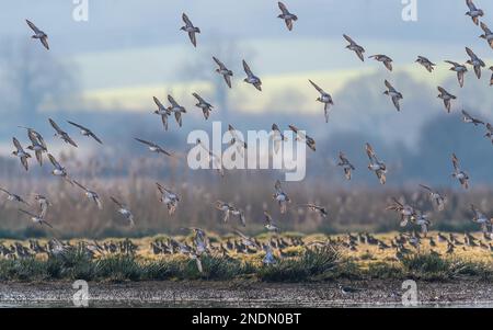 Pluvier gris, Pluvialis squatarola - oiseaux dans l'environnement pendant la migration hivernale Banque D'Images