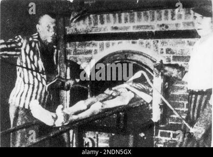 Les prisonniers juifs, vêtus de l'uniforme de prison rayé, aident à charger un corps mort émacié dans un crématorium. La photo a été prise au camp de concentration de Dachau. Dachau n'était pas un camp d'extermination et l'émaciation du corps signifie que la personne est morte de négligence. Dans les camps d'extermination, les gens ont été tués à leur arrivée et ils n'ont donc pas été si affamés que ce corps. Banque D'Images