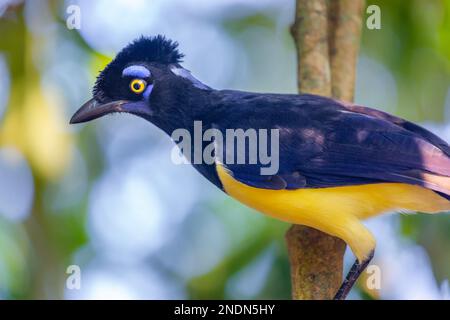 Jay à crête en peluche, Cyanocorax chrysops, oiseau tropical dans le parc national d'Iguazu, Argentine, frontière avec le Brésil Banque D'Images