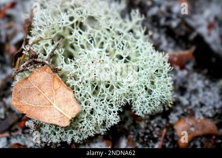 Mousse de cerf Evans (Cladonia evansii) Banque D'Images