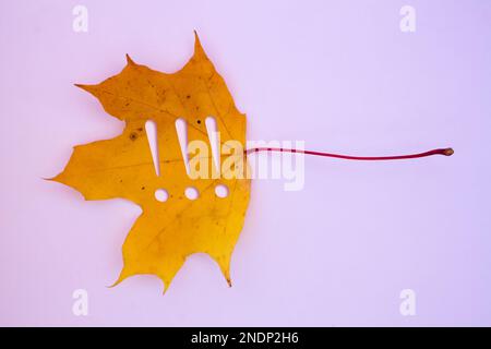 Feuilles d'automne, objets avec un point d'exclamation. Motifs naturels, motifs colorés. Banque D'Images