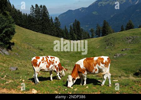 Vaches alpines, Taubensee, Chiemgau, haute-Bavière, Allemagne Banque D'Images