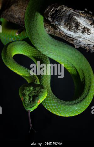 Magnifique Green Viper Snake en gros plan Banque D'Images