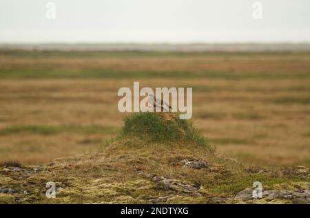 Un Ptarmigan de roche (Lagopus muta) assis sur une petite colline herbeuse dans un champ rocheux de l'ouest de l'Islande. Banque D'Images